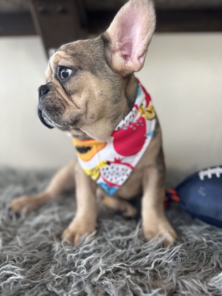 Backster | Blue Sable Merle French Bulldog Male | Available Now