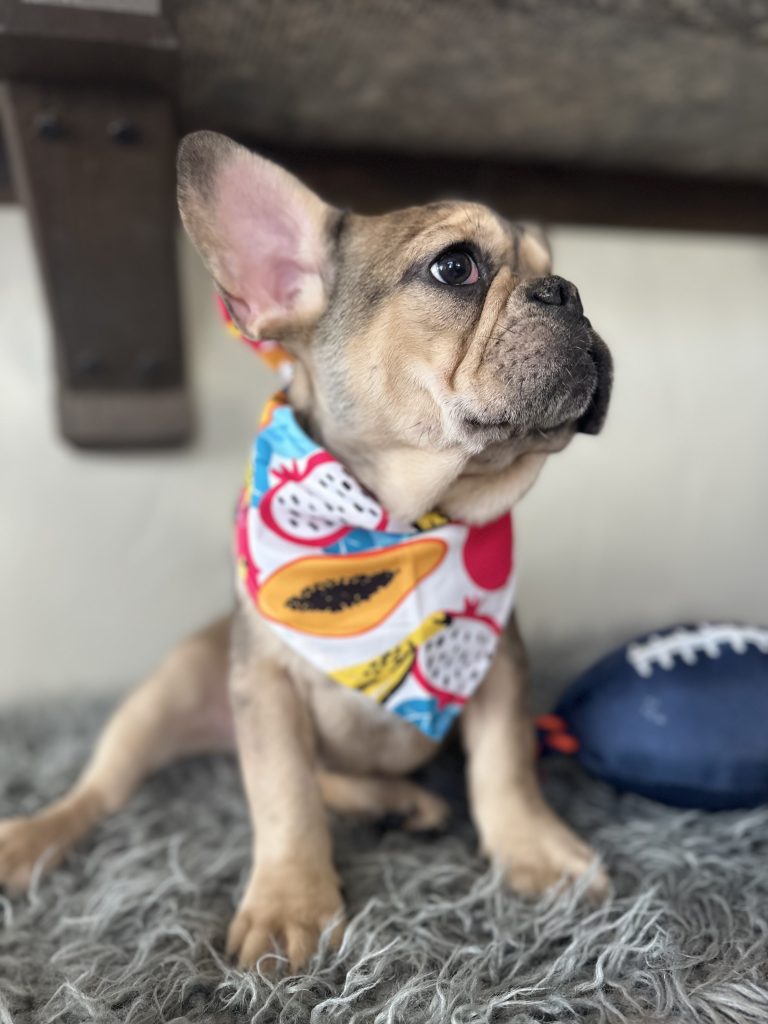 Backster | Blue Sable Merle French Bulldog Male | Available Now