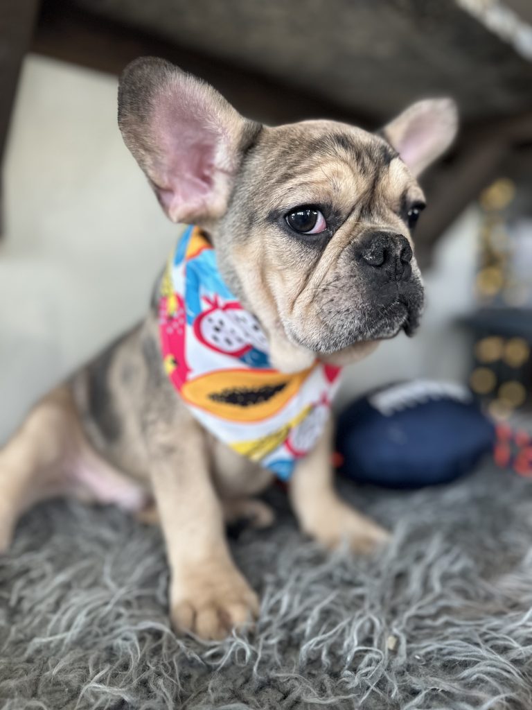 Backster | Blue Sable Merle French Bulldog Male | Available Now