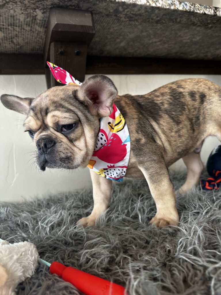 Backster | Blue Sable Merle French Bulldog Male | Available Now
