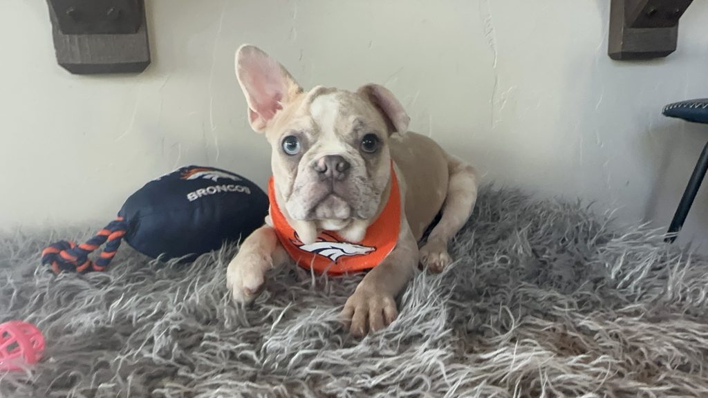 Bean | Blue Fawn Merle French Bulldog Male | Available Now