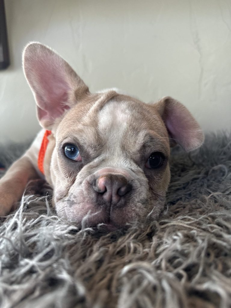 Bean | Blue Fawn Merle French Bulldog Male | Available Now
