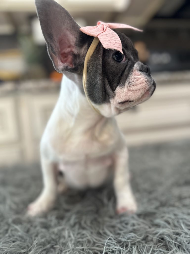 Phoebe | Blue Pied French Bulldog Female | Available Now