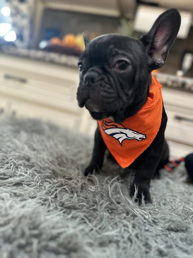 Romeo | Black French Bulldog Male | Available Now