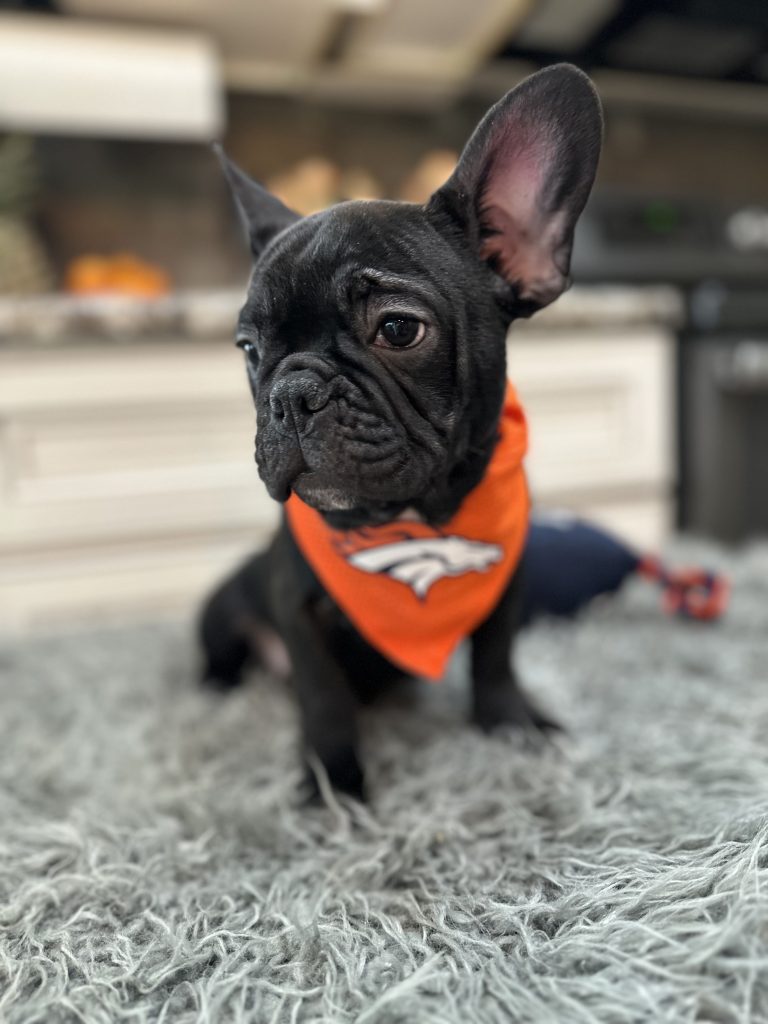 Romeo | Black French Bulldog Male | Available Now