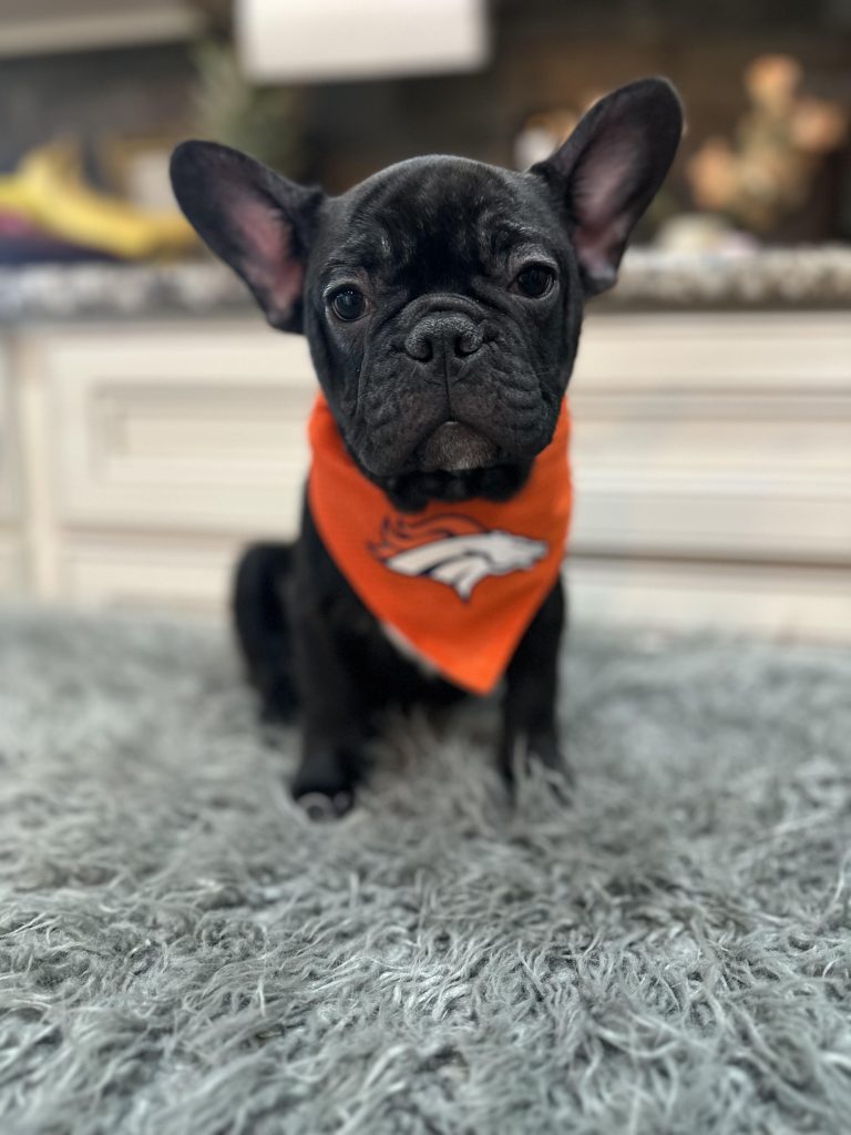 Romeo | Black French Bulldog Male | Available Now
