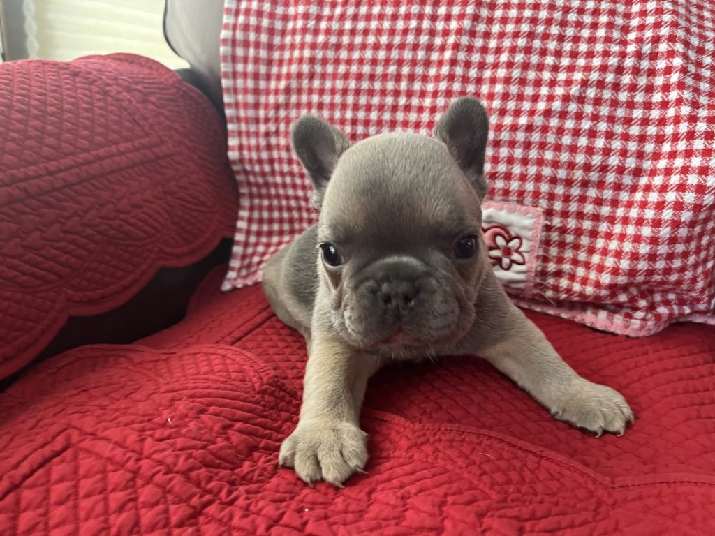 Hugo | Blue Sable French Bulldog Male | Available on Feb 23rd, 2025