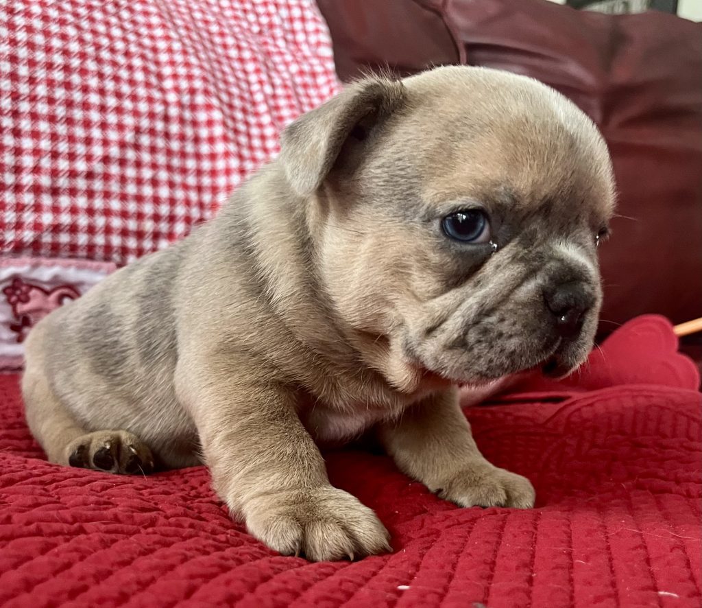 Hannah | Blue Fawn Merle French Bulldog Female | Available on Feb 23rd, 2025