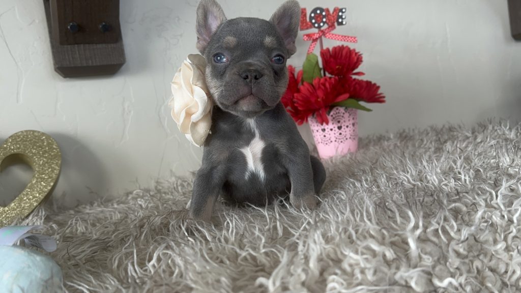 Gracie | Lilac & Tan French Bulldog Female | Available on Feb 24th, 2025
