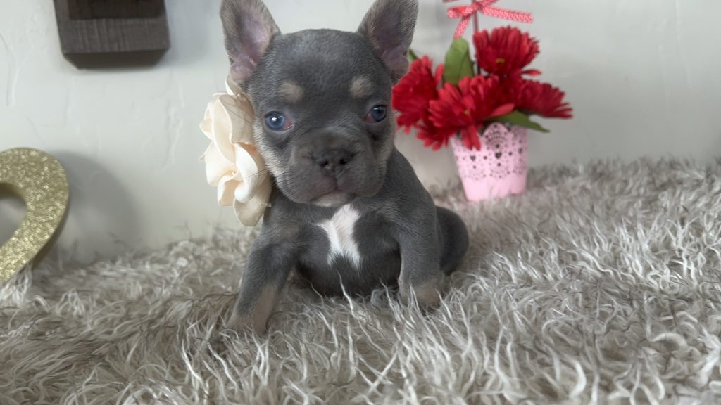 Gracie | Lilac & Tan French Bulldog Female | Available on Feb 24th, 2025