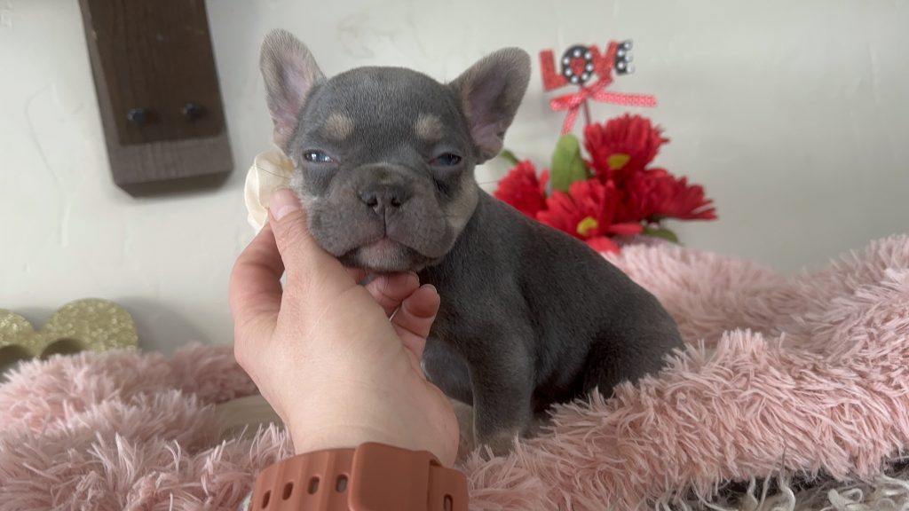 Gracie | Lilac & Tan French Bulldog Female | Available on Feb 24th, 2025