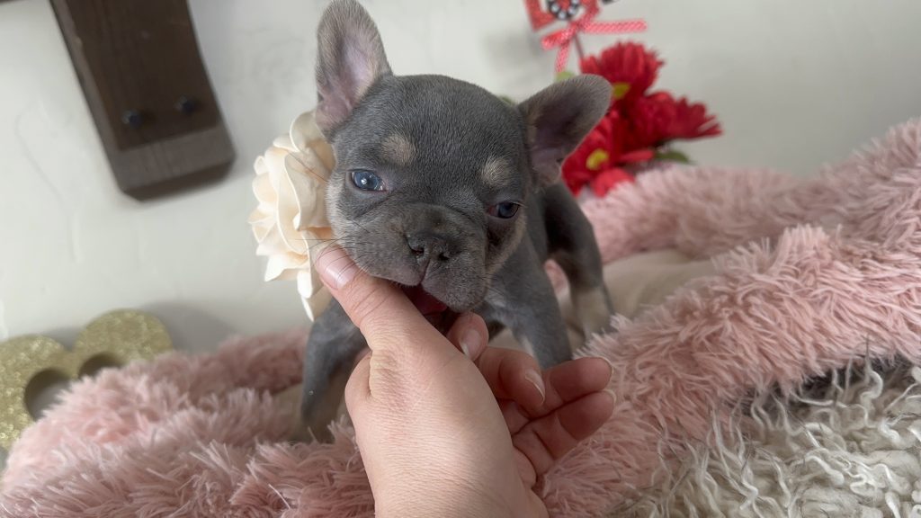 Gracie | Lilac & Tan French Bulldog Female | Available on Feb 24th, 2025
