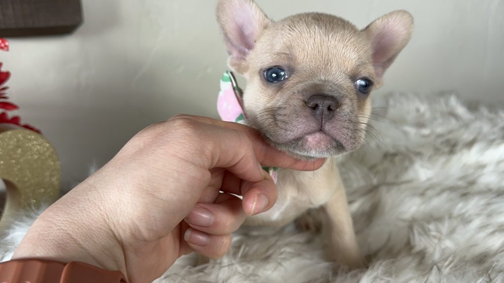 Garvin | Lilac Fawn French Bulldog Male | Available on Feb 24th, 2025