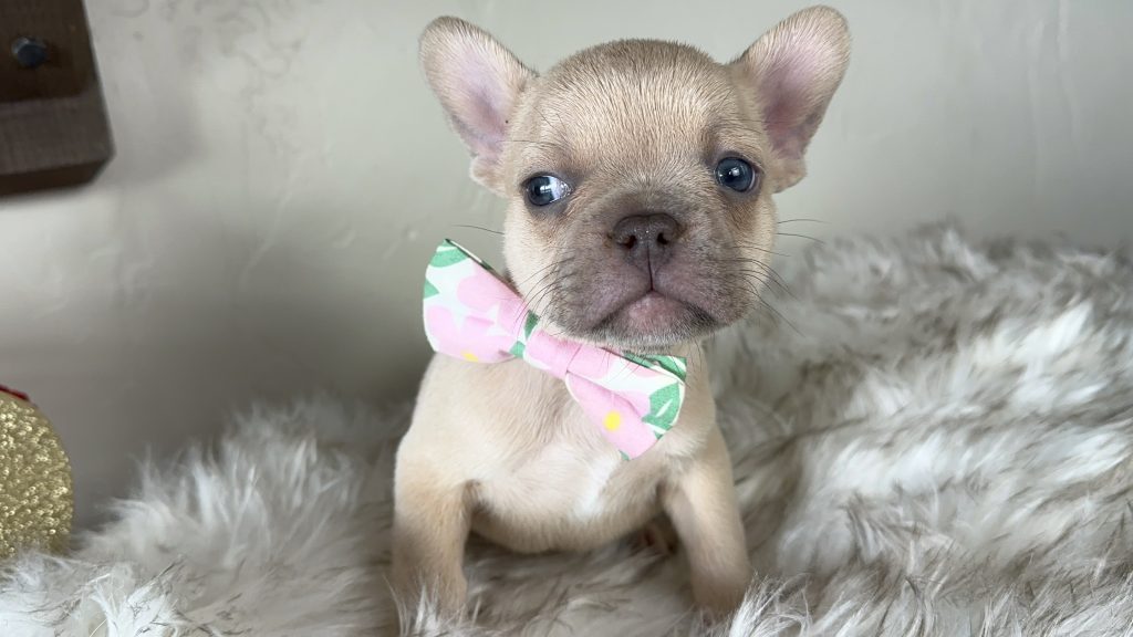 Garvin | Lilac Fawn French Bulldog Male | Available on Feb 24th, 2025