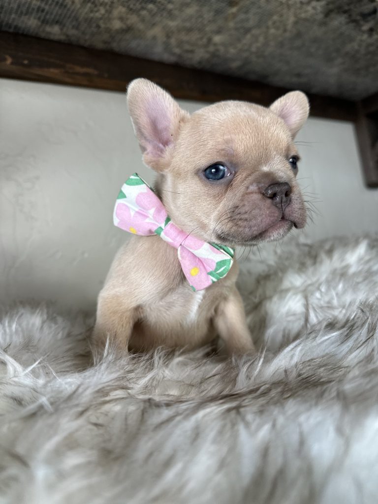 Garvin | Lilac Fawn French Bulldog Male | Available on Feb 24th, 2025