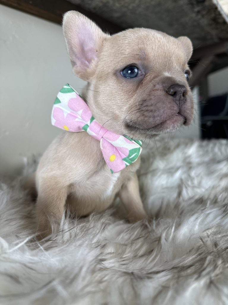 Garvin | Lilac Fawn French Bulldog Male | Available on Feb 24th, 2025