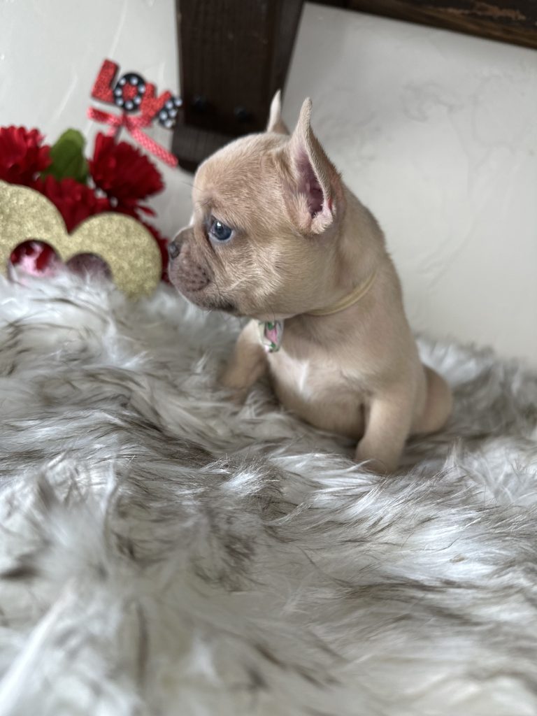 Garvin | Lilac Fawn French Bulldog Male | Available on Feb 24th, 2025
