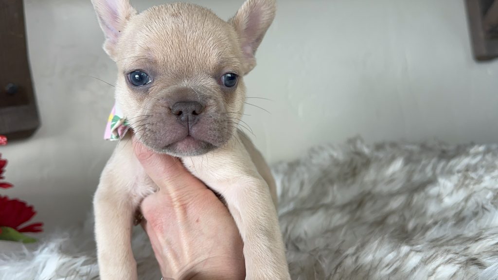 Garvin | Lilac Fawn French Bulldog Male | Available on Feb 24th, 2025