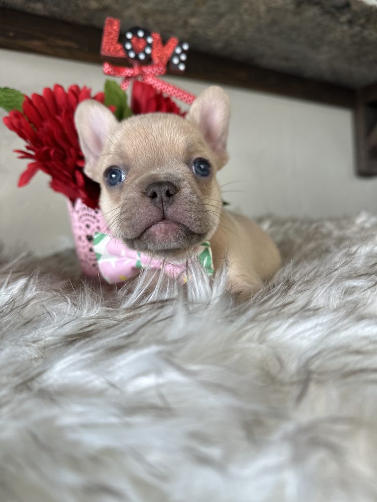 Garvin | Lilac Fawn French Bulldog Male | Available on Feb 24th, 2025