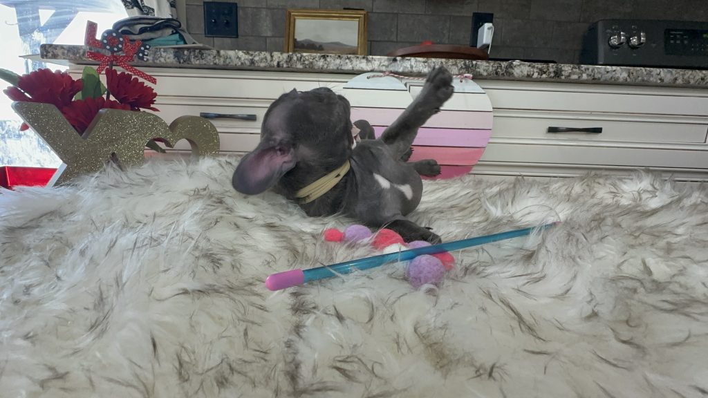 Fleur | Blue French Bulldog Female | Available Now