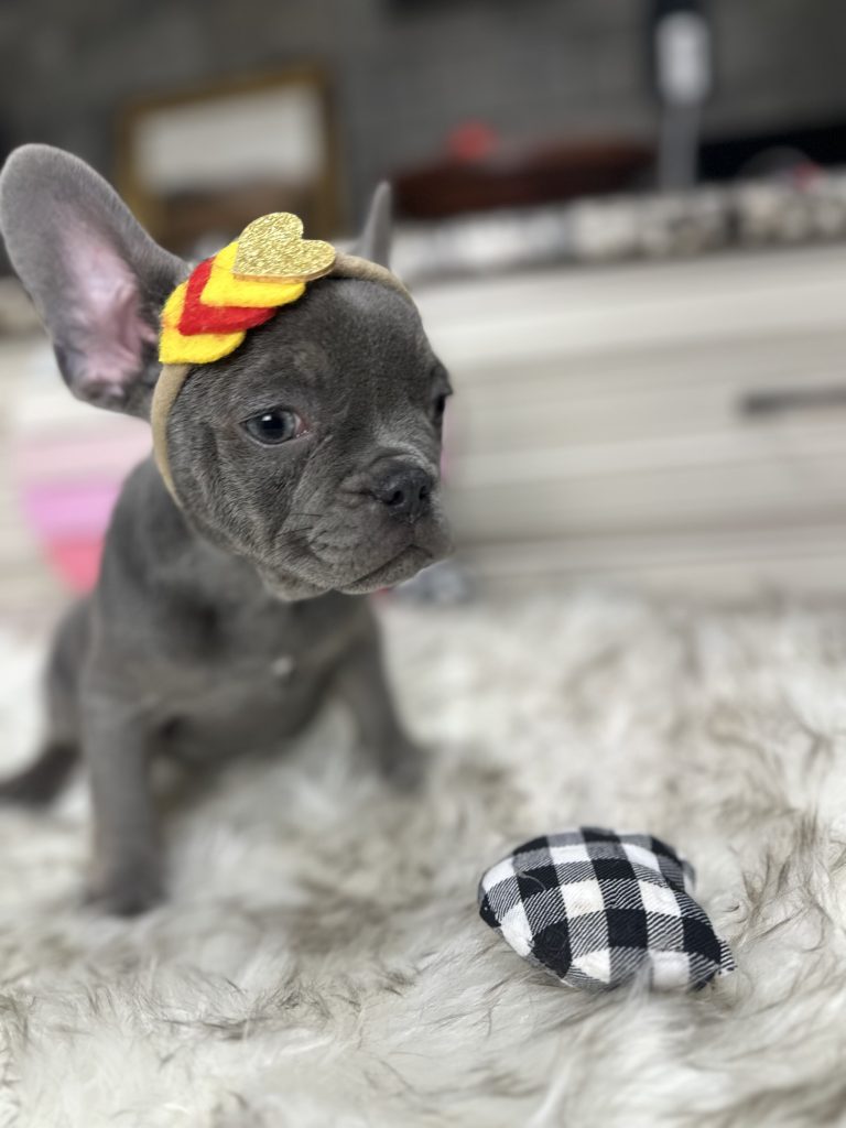 Florence| Blue French Bulldog Female | Available on Now