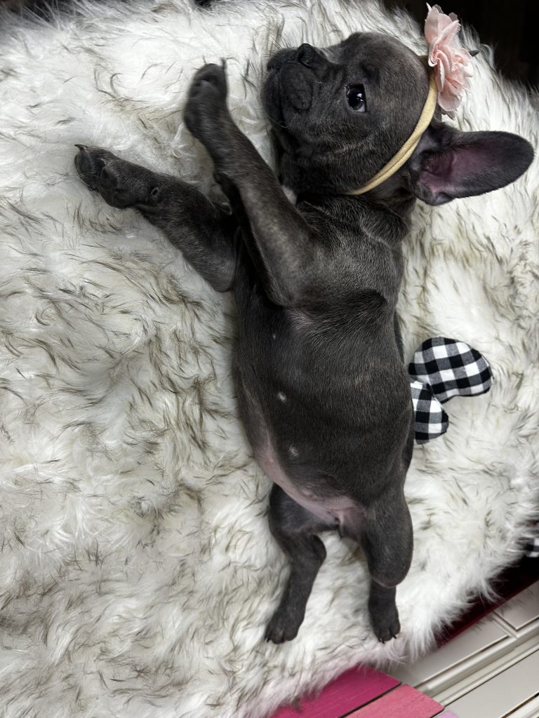 Flower | Blue French Bulldog Female | Available Now