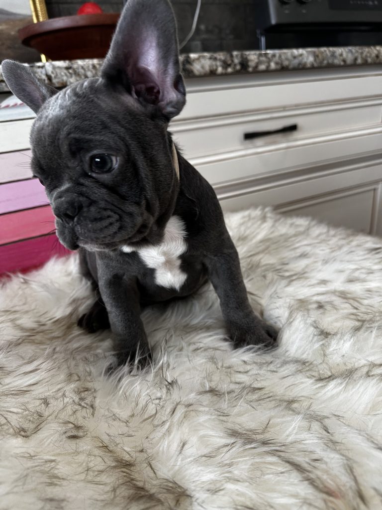 Freddy | Blue French Bulldog Male | Available Now