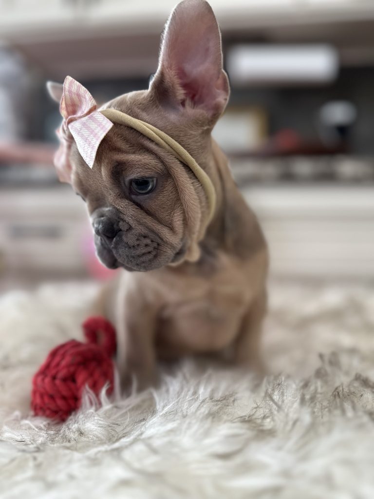 Fiona | Blue Fawn French Bulldog Female | Available Now