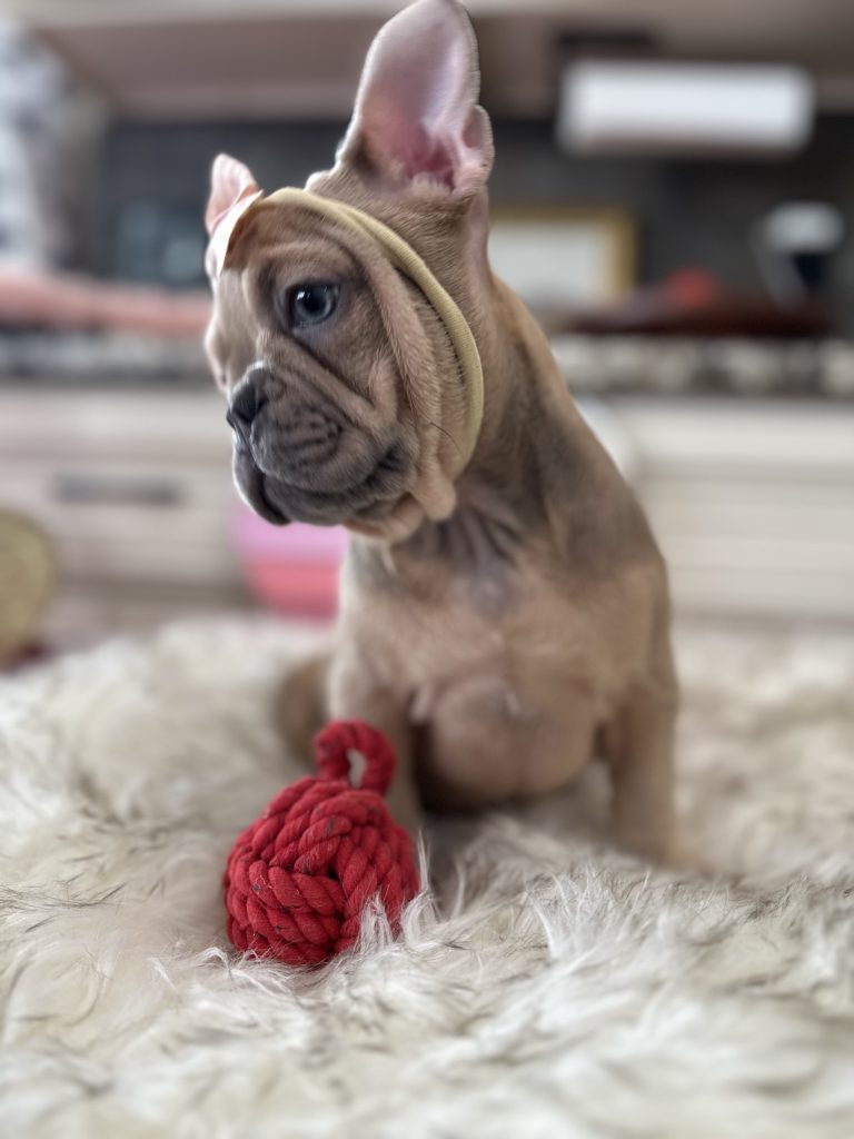 Fiona | Blue Fawn French Bulldog Female | Available Now