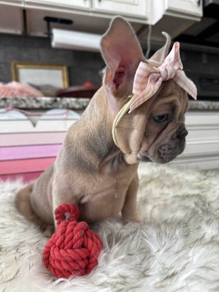 Fiona | Blue Fawn French Bulldog Female | Available Now