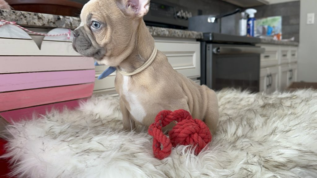 Frankie | Blue Fawn French Bulldog Male | Available Now