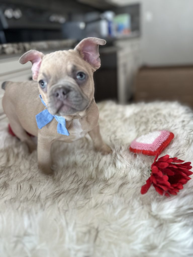 Frankie | Blue Fawn French Bulldog Male | Available Now