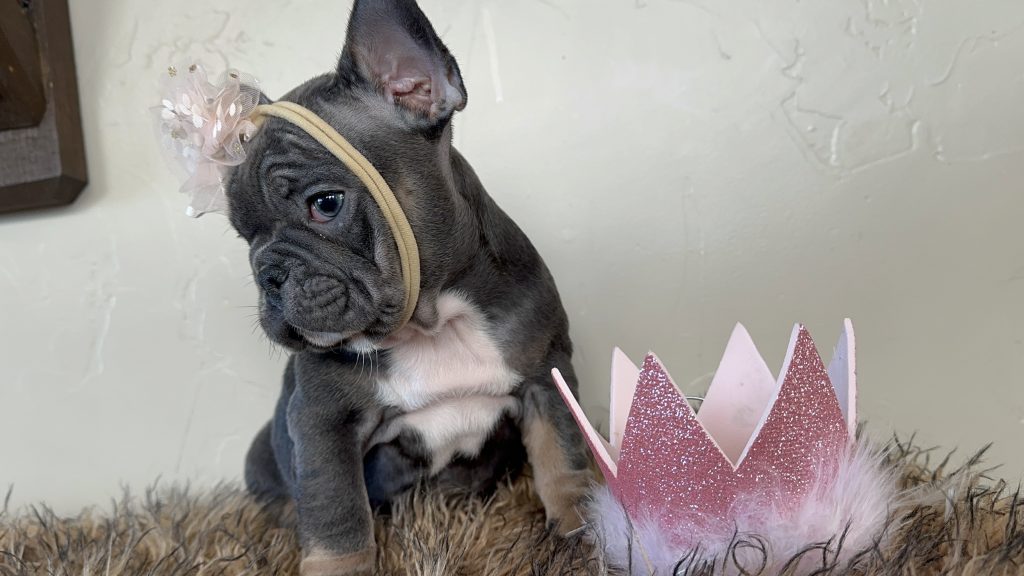 Dolly | Blue & Tan French Bulldog Female | Available Now