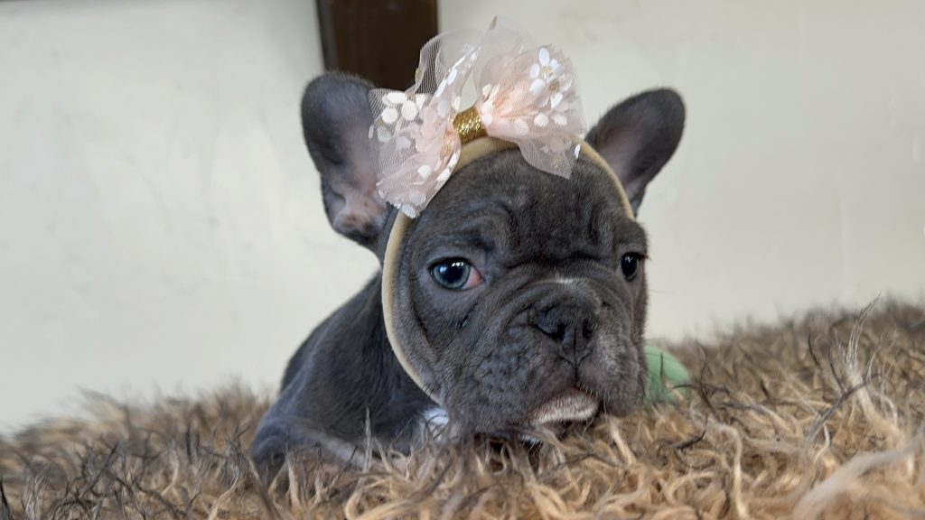 Dolly | Blue & Tan French Bulldog Female | Available Now