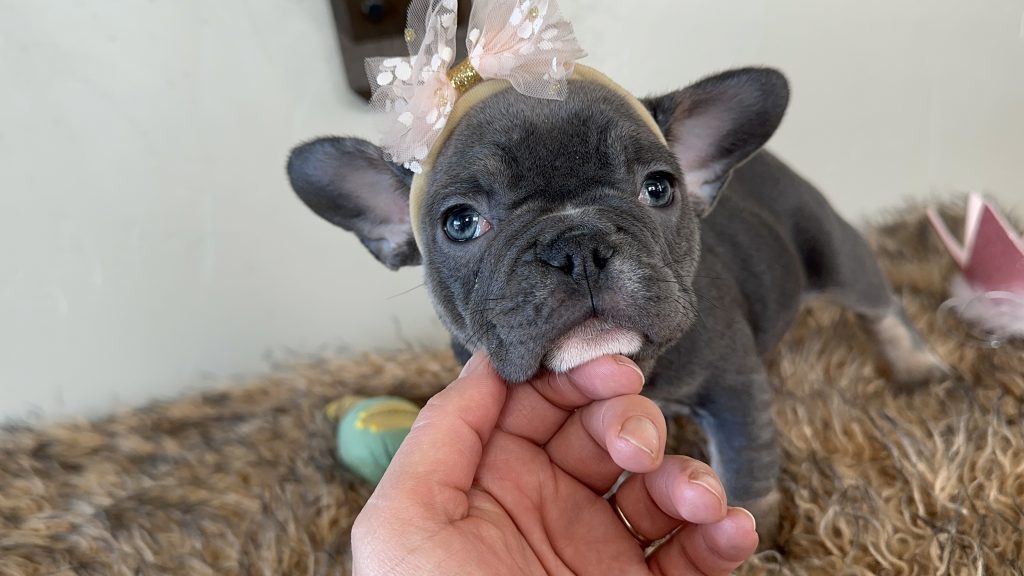 Dolly | Blue & Tan French Bulldog Female | Available Now