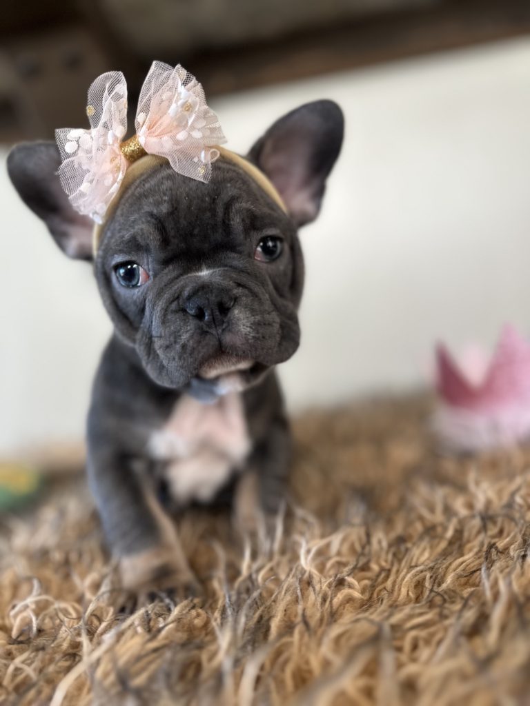 Dolly | Blue & Tan French Bulldog Female | Available Now