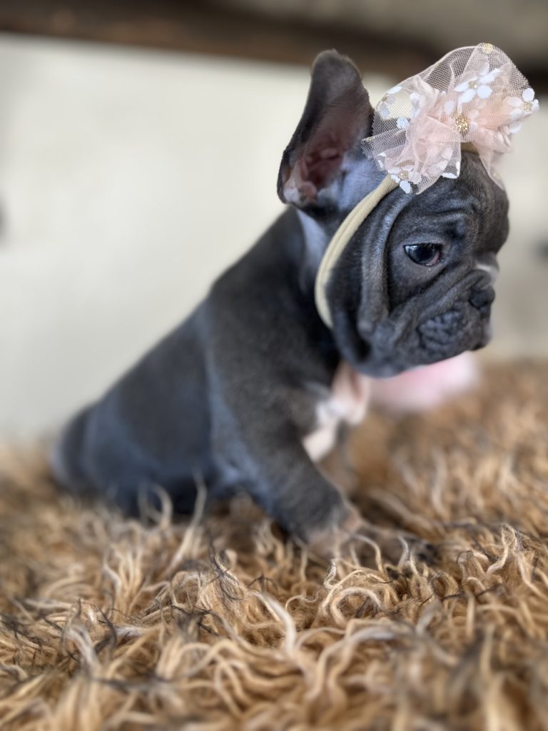Dolly | Blue & Tan French Bulldog Female | Available Now