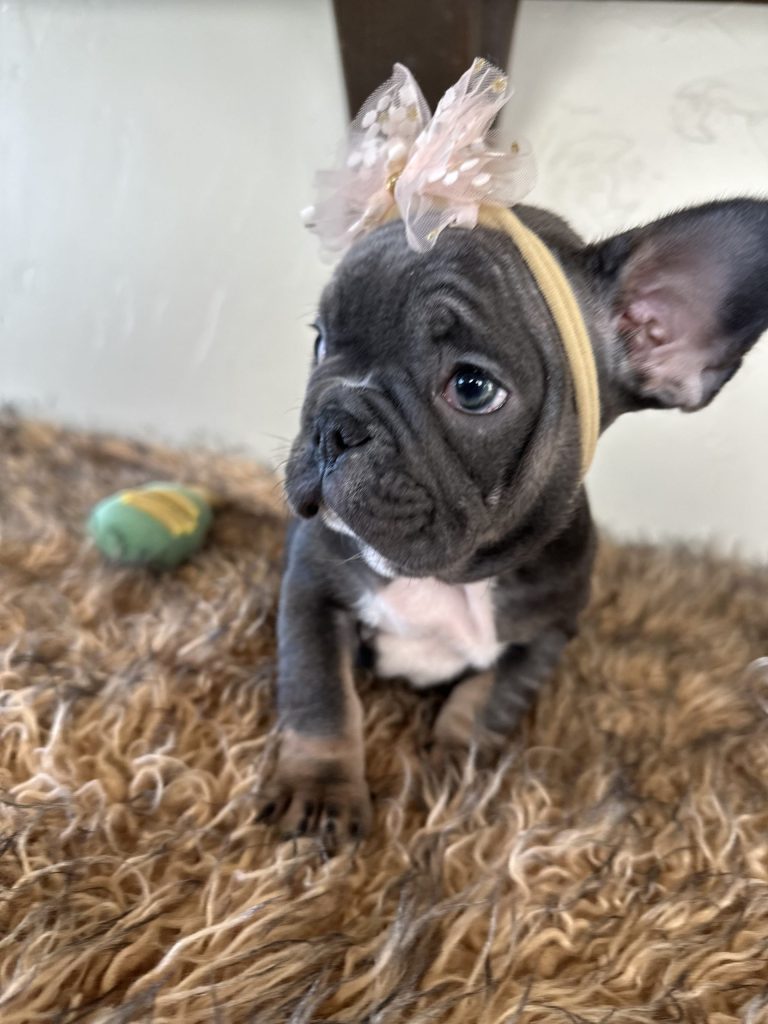 Dolly | Blue & Tan French Bulldog Female | Available Now