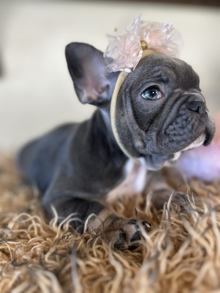 Dolly | Blue & Tan French Bulldog Female | Available Now