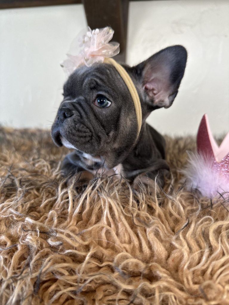 Dolly | Blue & Tan French Bulldog Female | Available Now