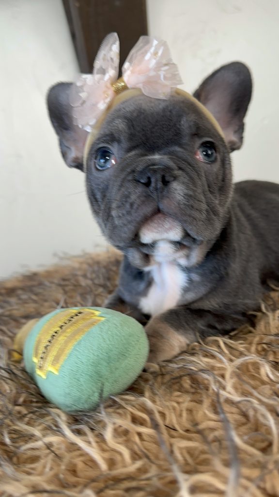 Dolly | Blue & Tan French Bulldog Female | Available Now