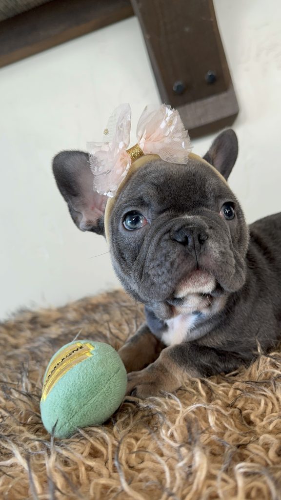 Dolly | Blue & Tan French Bulldog Female | Available Now