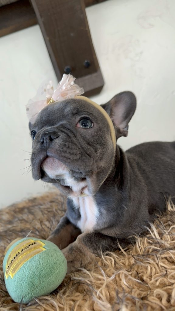 Dolly | Blue & Tan French Bulldog Female | Available Now