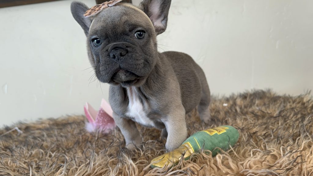Disco | Blue Sable French Bulldog Female | Available Now