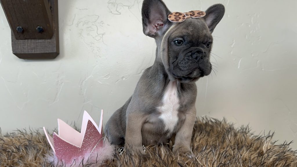 Disco | Blue Sable French Bulldog Female | Available Now