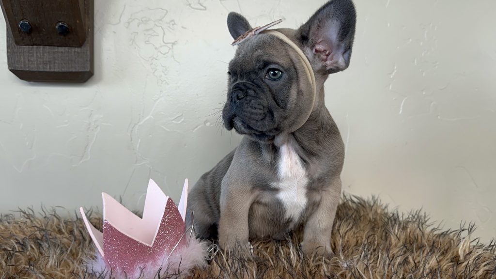 Disco | Blue Sable French Bulldog Female | Available Now