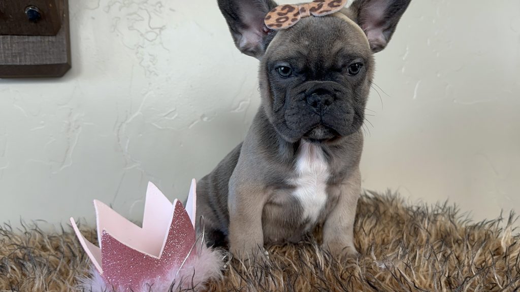 Disco | Blue Sable French Bulldog Female | Available Now