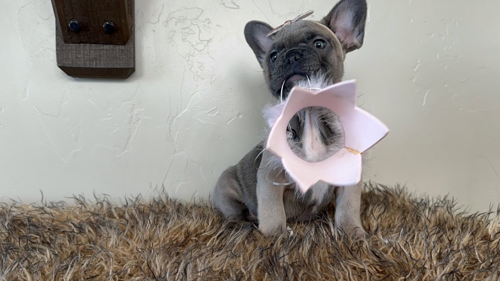 Disco | Blue Sable French Bulldog Female | Available Now