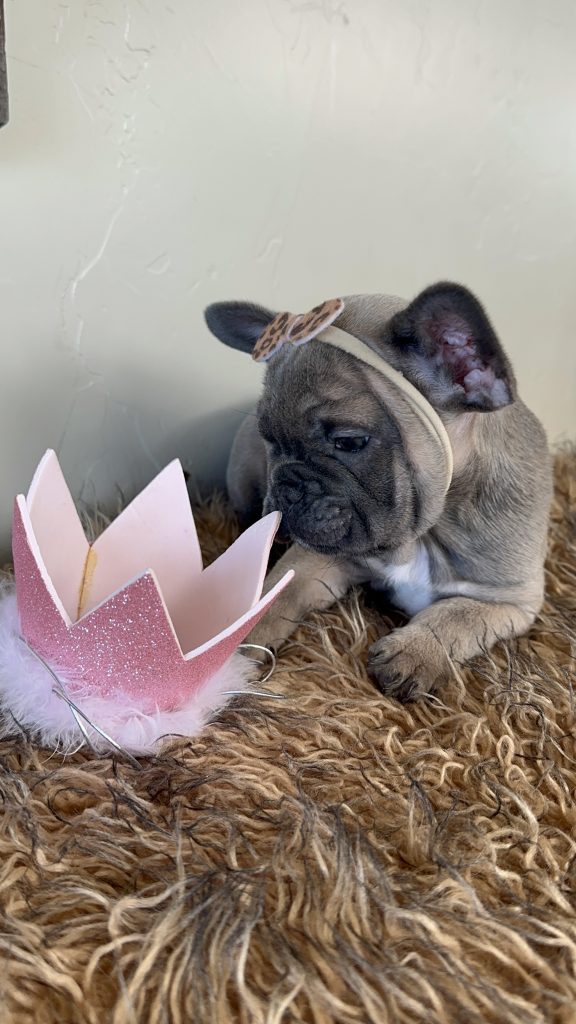 Disco | Blue Sable French Bulldog Female | Available Now