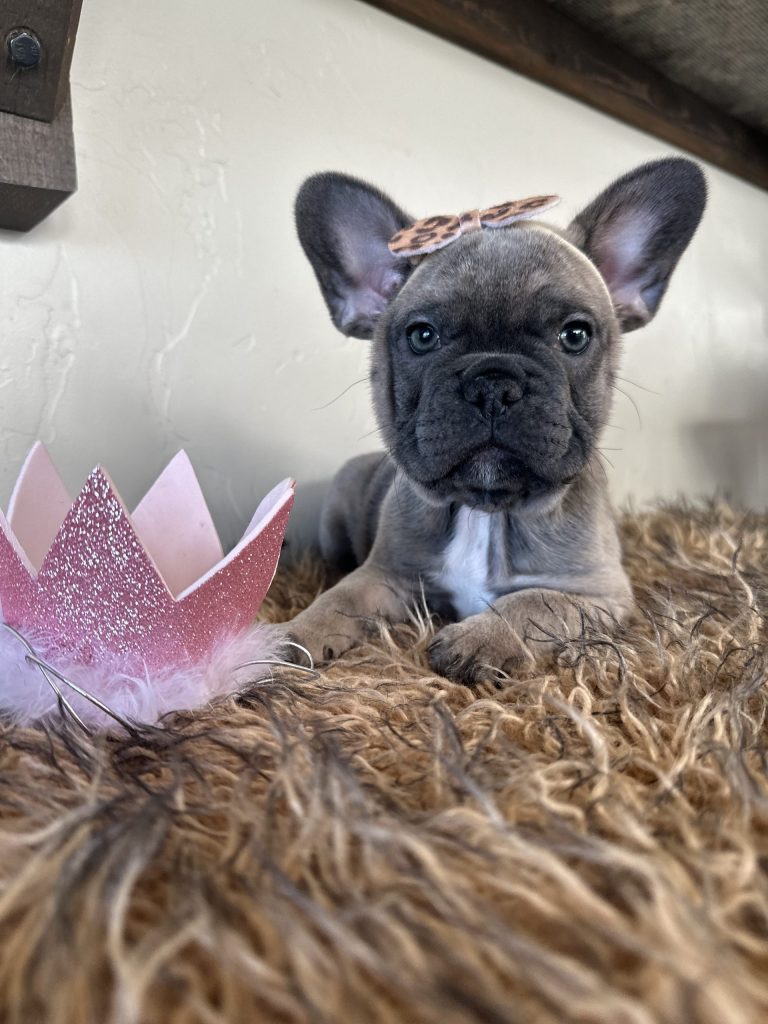 Disco | Blue Sable French Bulldog Female | Available Now